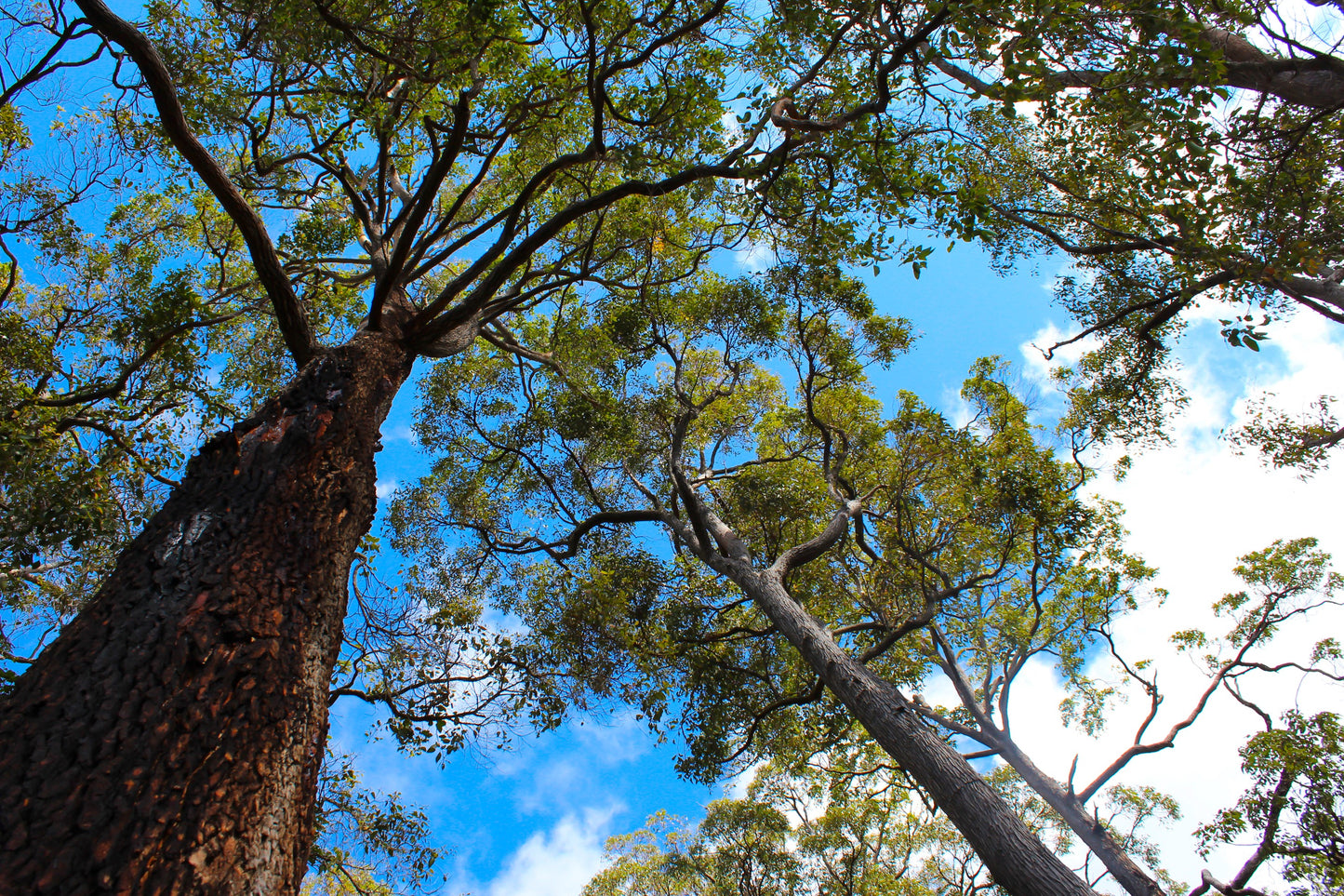 SUPER ACTIVE TA50+ EUCALPTUS FOREST HONIG