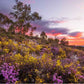 MURCHISON RIVER MGO300+ HONIG