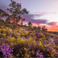 MURCHISON RIVER MGO100+ HONIG